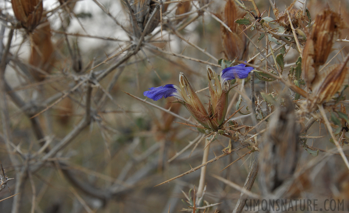 [150 mm, 1/250 sec at f / 11, ISO 800]